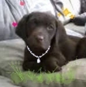 Meet your Posher, Glenda